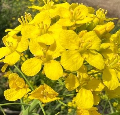 2022年3月13日_菜の花｜熊本県人吉市宿泊ハウスユーユー